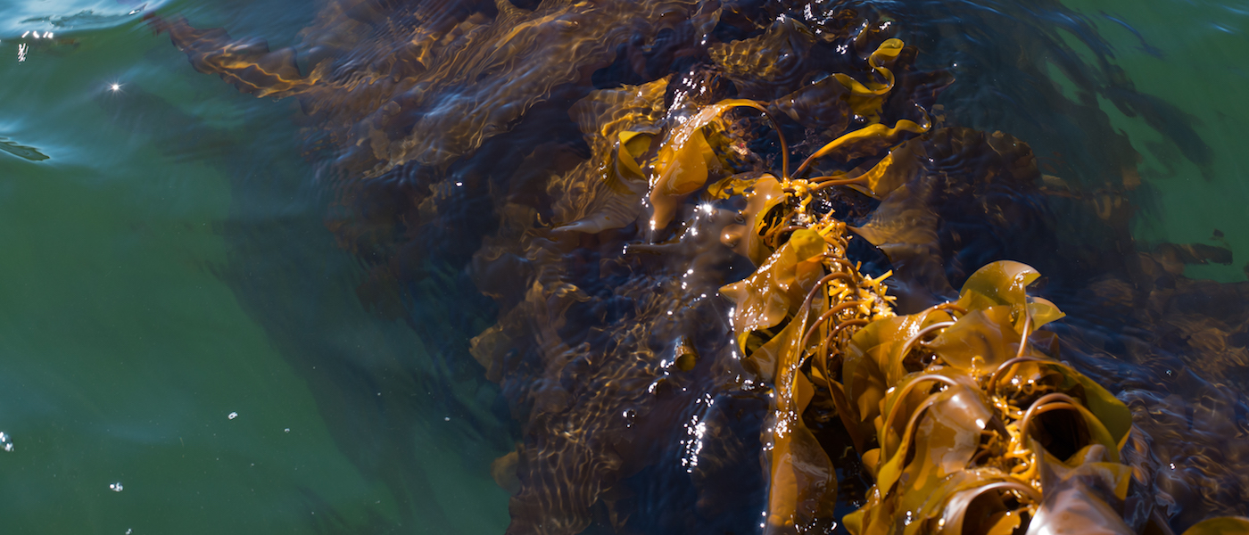 Une Researchers Examine Kelp Farmings Benefits To Ecosystem Mirage News